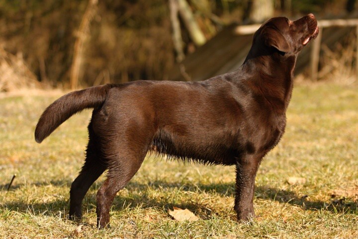 Derrya postoj věk 9,5 měsíce