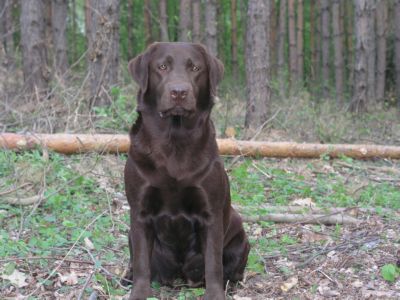 25.4. Prokopsk� �dol�