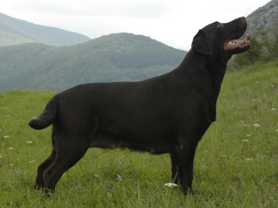 Dudu 3 roky