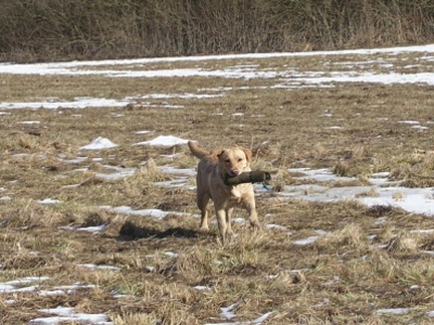 Bailie