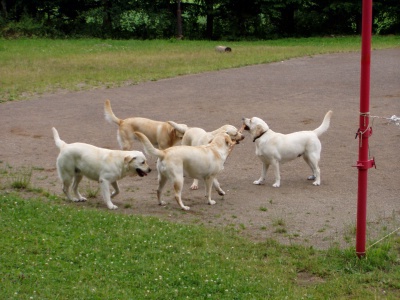 Z�seka 2006