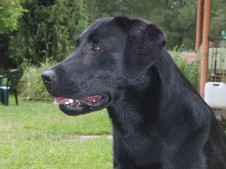 Cora