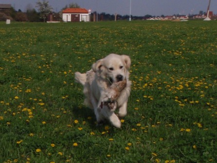 Aportíky