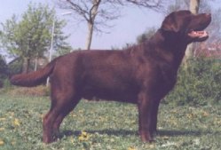 Master of Chocolat du Taillis Madame