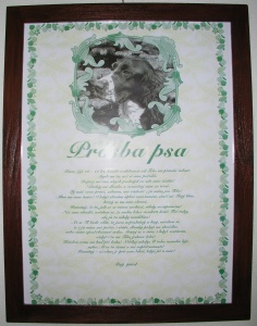 Prosba psa